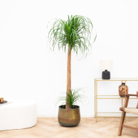 Beaucarnea XXL   180cm