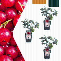 Biologische kruisbessenplanten   20 cm