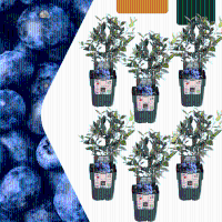 Bosbessenplanten   20cm