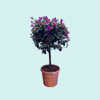 Bougainvillea op stam   90cm