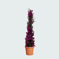 Bougainvillea struik   230cm