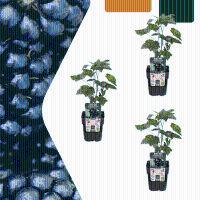 Biologische bramenplanten   20cm