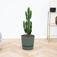 Cactus Myrtillo   70 cm