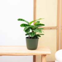 Calathea Zebrina   50cm