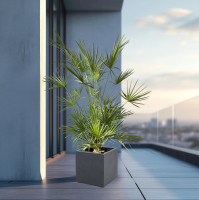 Combi deal   Chamaerops Humilis inclusief Grigio Cube   180cm