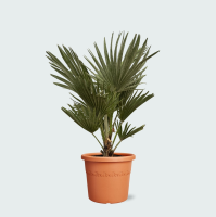 Chamaerops Humilis Vulcano   80cm