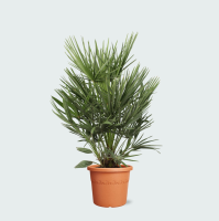Chamaerops Humilis   90cm