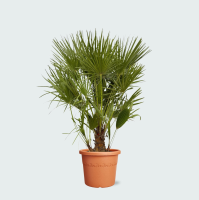 Chamaerops Humilis   130cm