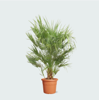 Chamaerops Humilis   160cm