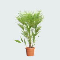 Chamaerops humilis   170cm