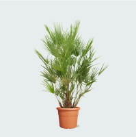 Chamaerops Humilis   200cm