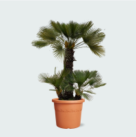 Chamaerops Humilis   230cm