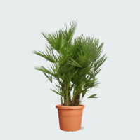 Chamaerops Humilis multistam   220cm