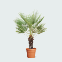 Chamaerops Humilis op stam   170cm