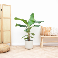 Bananenplant   110cm