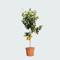 Citroenboom   150cm