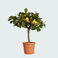 Citroenboompje   70cm