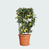 Citrus Lemon op rek   160cm