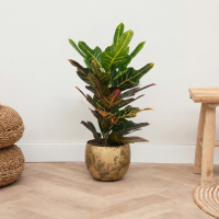 Codiaeum Excellent   70cm