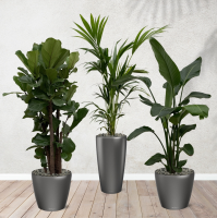 Combi deal   Ficus Lyrata vertakt 160 cm   Kentia palm 170 cm   Strelitzia Nicolai 170 cm inclusief zelfwaterende potten