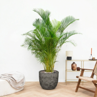 Combi deal   Areca Palm inclusief pot Russel L   220cm