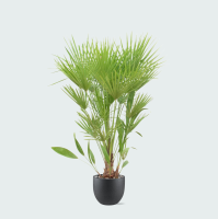 Green bubble Combi deal   Chamaerops Humilis inclusief pot Grigio new egg   170cm