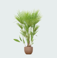 Combi deal   Chamaerops Humilis inclusief pot Grigio new egg   170cm
