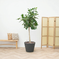 Combi deal   Ficus Benghalensis Audrey inclusief pot Bucket   190cm