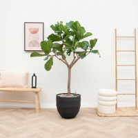 Combi deal   Ficus Lyrata Boom inclusief pot Bordo New Egg   180cm