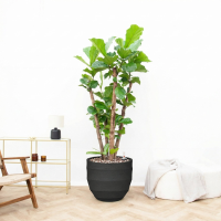 Combi deal   Ficus Lyrata Vertakt inclusief pot Bordo New Egg   220cm