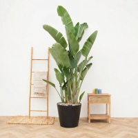 Combi deal   Strelitzia Augusta Multistam de luxe inclusief pot Bucket   250cm