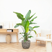 Combi deal   Strelitzia Nicolai 6 stek inclusief pot Russel L   200cm