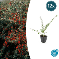 Cotoneaster Suecicus 'Coral Beauty'   20cm