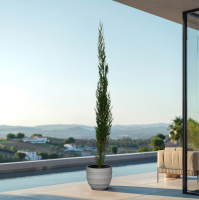 Cupressus piramide   160cm