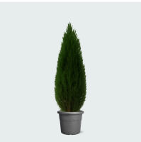 Cupressus   110cm