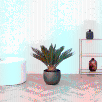 Cycas Revoluta   60cm