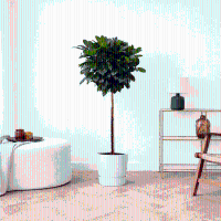 Ficus Cyathistipula op stam   130cm