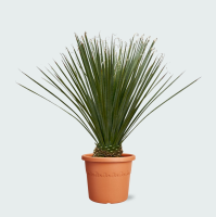 Dasylirion Longissimum   120cm