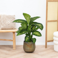 Dieffenbachia Reeva   80cm