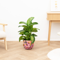 Dieffenbachia Tropic Snow   70cm
