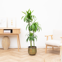 Dracaena Cintho   200cm