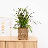 Dracaena combo edition   60cm