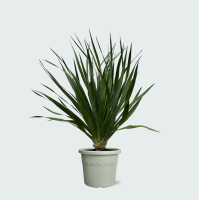 Dracaena Draco   100cm