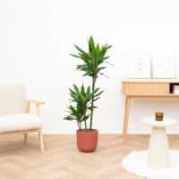 Dracaena Janet Lind   130cm