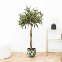 Dracaena Reflexa Valentina gevlochten stam   90cm