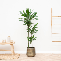 Dracaena Janet Lind XL   160cm