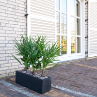 Combi deal   Chamaerops Humilis inclusief Grigio Box   80cm