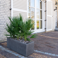 Combi deal   Chamaerops Humilis inclusief Grigio Box   140cm
