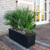 Combi deal   Chamaerops Humilis inclusief Grigio Box   140cm