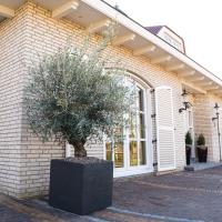 Combi deal   Olijfboom Olea Europaea Bonsai inclusief Grigio Cube   250 cm